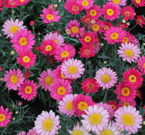 Kopretina pařížská 'Aramis Dark Rose' - Argyranthemum frutescens 'Aramis Dark Rose'