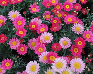 Kopretina pařížská 'Aramis Dark Rose'