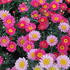 kopretina-parizska-aramis-dark-rose.jpg