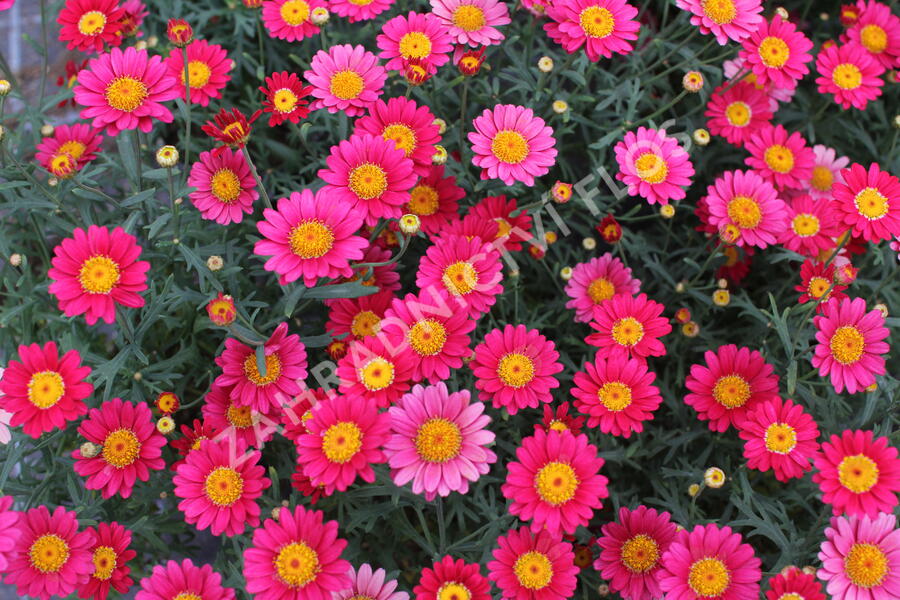 Kopretina pařížská 'Aramis Wine Red' - Argyranthemum frutescens 'Aramis Wine Red'
