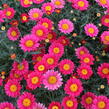 Kopretina pařížská 'Aramis Wine Red' - Argyranthemum frutescens 'Aramis Wine Red'