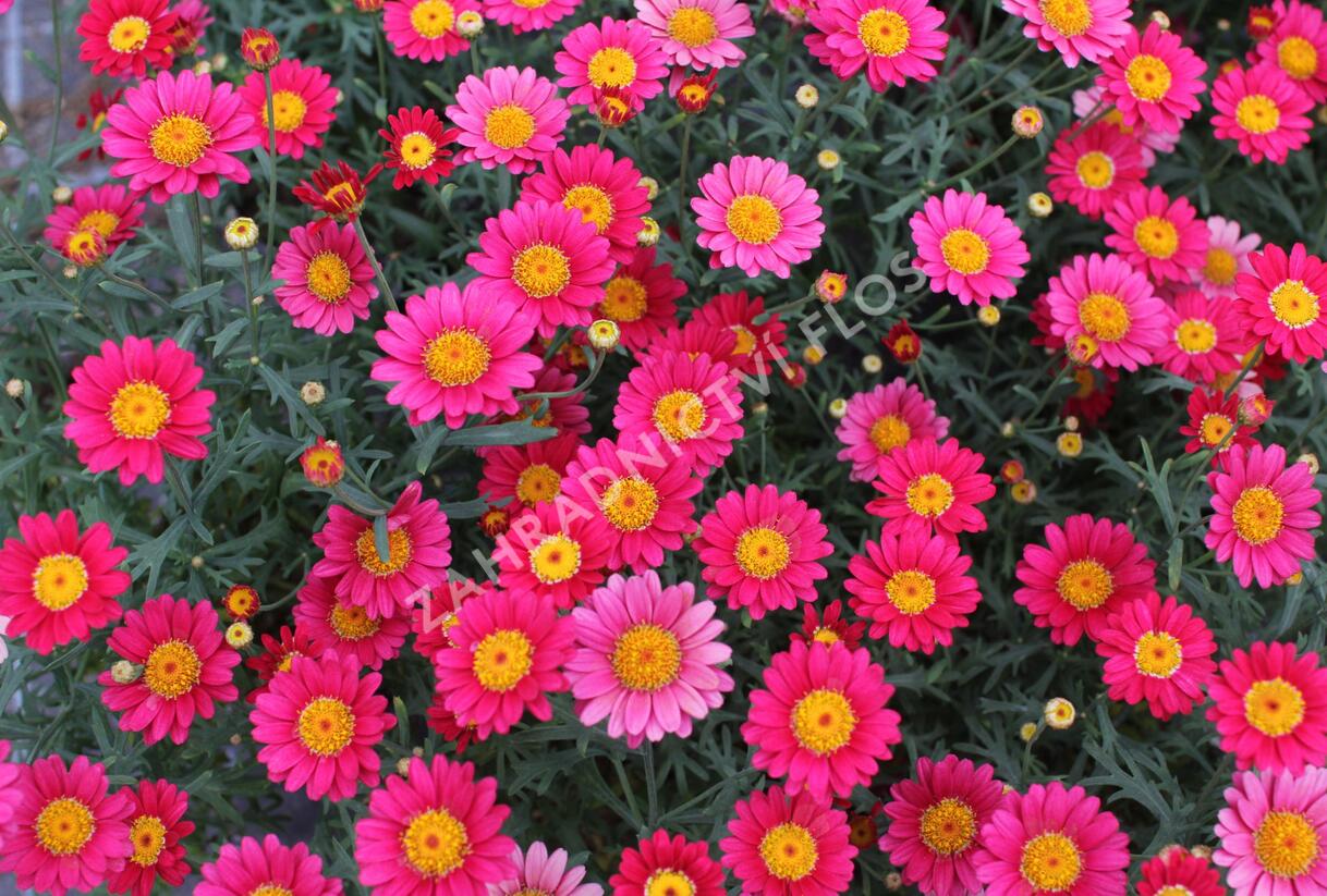 Kopretina pařížská 'Aramis Wine Red' - Argyranthemum frutescens 'Aramis Wine Red'