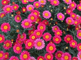 Kopretina pařížská 'Aramis Wine Red' - Argyranthemum frutescens 'Aramis Wine Red'