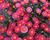 Kopretina pařížská 'Aramis Wine Red'