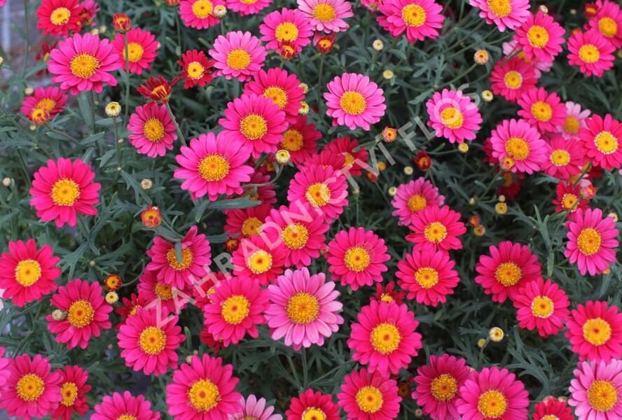 Kopretina pařížská 'Aramis Wine Red' - Argyranthemum frutescens 'Aramis Wine Red'
