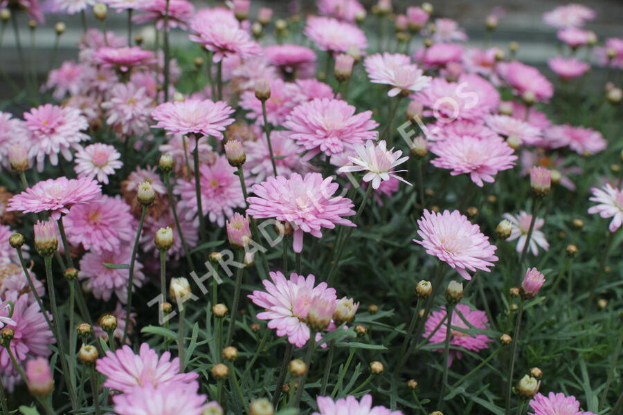 Kopretina pařížská 'Aramis Double Pink' - Argyranthemum frutescens 'Aramis Double Pink'