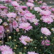 Kopretina pařížská 'Aramis Double Pink' - Argyranthemum frutescens 'Aramis Double Pink'