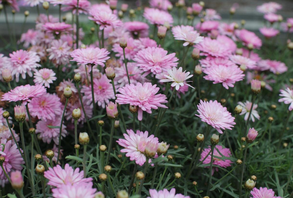 Kopretina pařížská 'Aramis Double Pink' - Argyranthemum frutescens 'Aramis Double Pink'