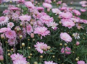 Kopretina pařížská 'Aramis Double Pink' - Argyranthemum frutescens 'Aramis Double Pink'