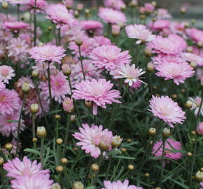 Kopretina pařížská 'Aramis Double Pink' - Argyranthemum frutescens 'Aramis Double Pink'
