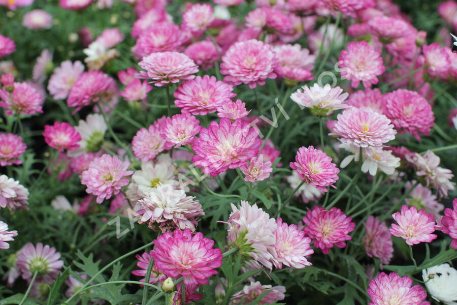 Kopretina pařížská 'Aramis Double Strawberry Cream' - Argyranthemum frutescens 'Aramis Double Strawberry Cream'