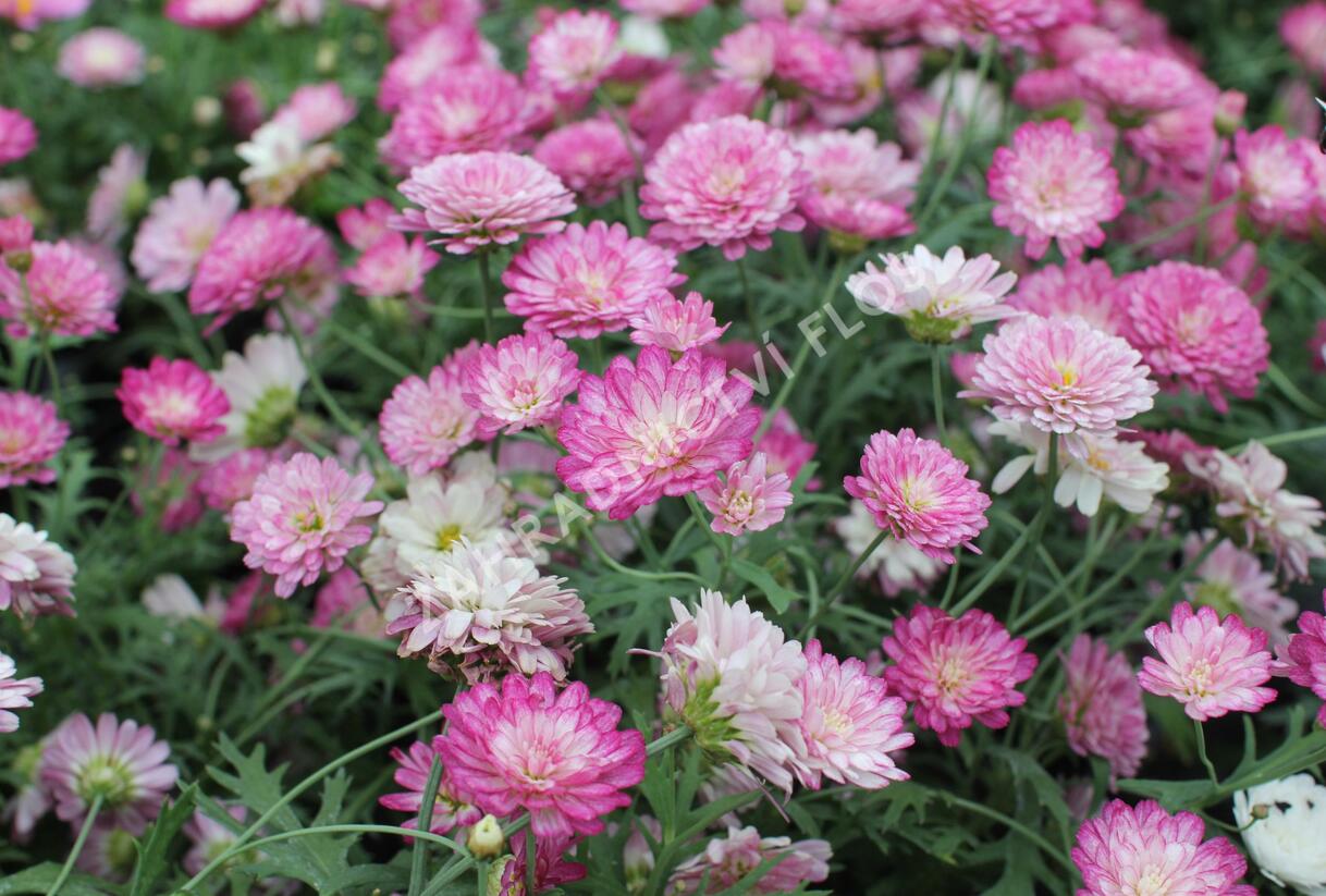 Kopretina pařížská 'Aramis Double Strawberry Cream' - Argyranthemum frutescens 'Aramis Double Strawberry Cream'