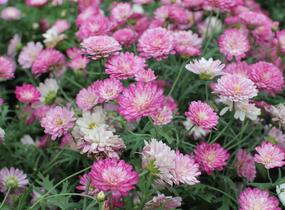 Kopretina pařížská 'Aramis Double Strawberry Cream' - Argyranthemum frutescens 'Aramis Double Strawberry Cream'