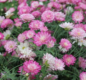 Kopretina pařížská 'Aramis Double Strawberry Cream' - Argyranthemum frutescens 'Aramis Double Strawberry Cream'