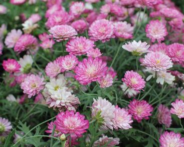 Kopretina pařížská 'Aramis Double Strawberry Cream'