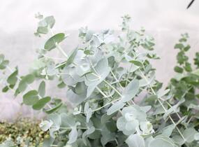 Blahovičník 'Silver Dollar - Eucalyptus cinerea 'Silver Dollar'