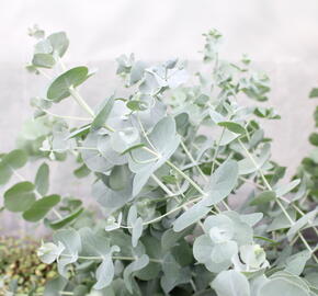 Blahovičník 'Silver Dollar - Eucalyptus cinerea 'Silver Dollar'
