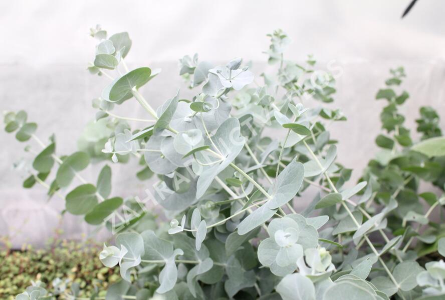 Blahovičník 'Silver Dollar - Eucalyptus cinerea 'Silver Dollar'