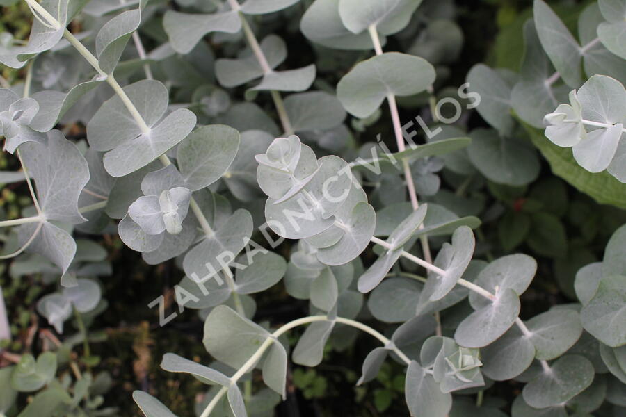 Blahovičník 'Silver Dollar - Eucalyptus cinerea 'Silver Dollar'