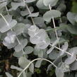 Blahovičník 'Silver Dollar - Eucalyptus cinerea 'Silver Dollar'