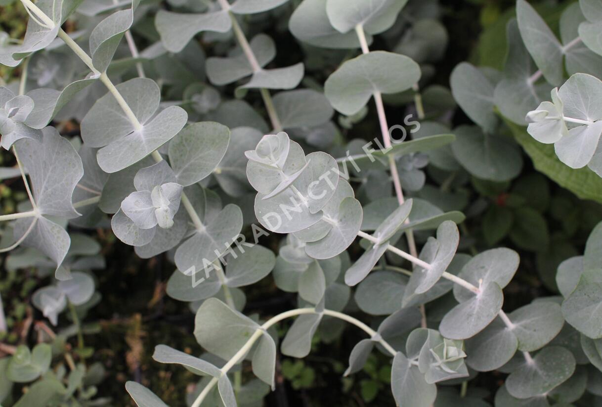 Blahovičník 'Silver Dollar - Eucalyptus cinerea 'Silver Dollar'