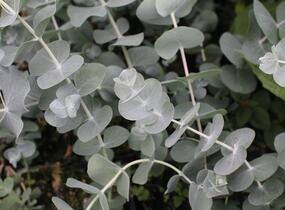 Blahovičník 'Silver Dollar - Eucalyptus cinerea 'Silver Dollar'