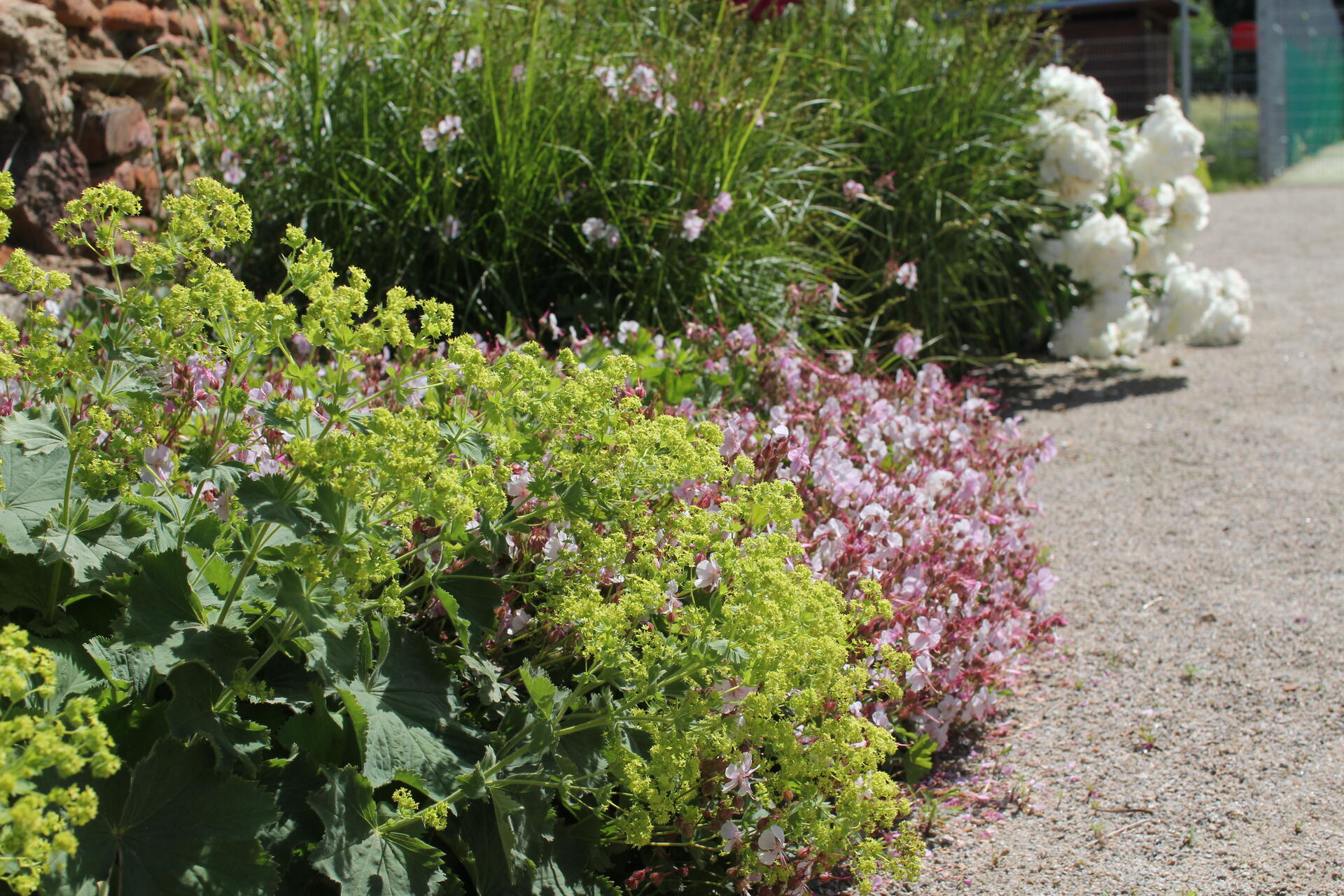 trvalkový záhon s kontryhelem, kakostem, pivoňkami a travinou