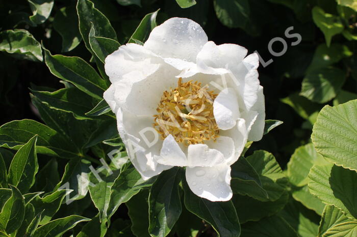 Pivoňka bělokvětá 'Jan van Leeuwen' - Paeonia lactiflora 'Jan van Leeuwen'