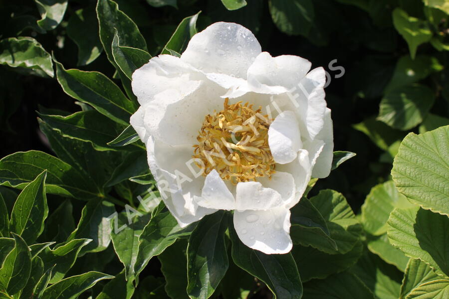 Pivoňka bělokvětá 'Jan van Leeuwen' - Paeonia lactiflora 'Jan van Leeuwen'