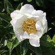 Pivoňka bělokvětá 'Jan van Leeuwen' - Paeonia lactiflora 'Jan van Leeuwen'