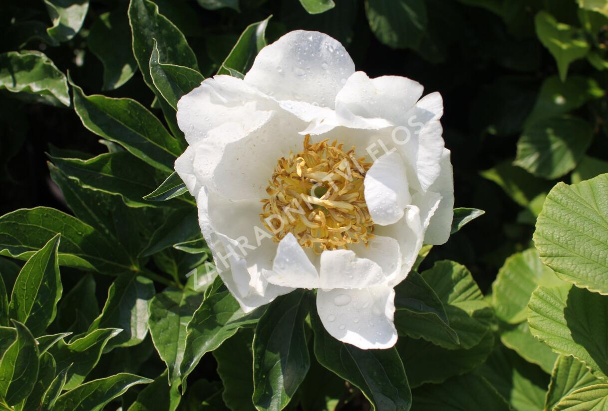 Pivoňka bělokvětá 'Jan van Leeuwen' - Paeonia lactiflora 'Jan van Leeuwen'