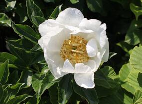 Pivoňka bělokvětá 'Jan van Leeuwen' - Paeonia lactiflora 'Jan van Leeuwen'