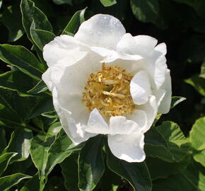 Pivoňka bělokvětá 'Jan van Leeuwen' - Paeonia lactiflora 'Jan van Leeuwen'