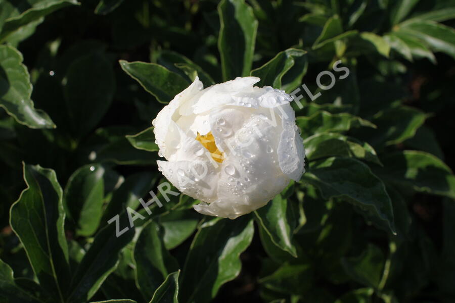 Pivoňka bělokvětá 'Jan van Leeuwen' - Paeonia lactiflora 'Jan van Leeuwen'