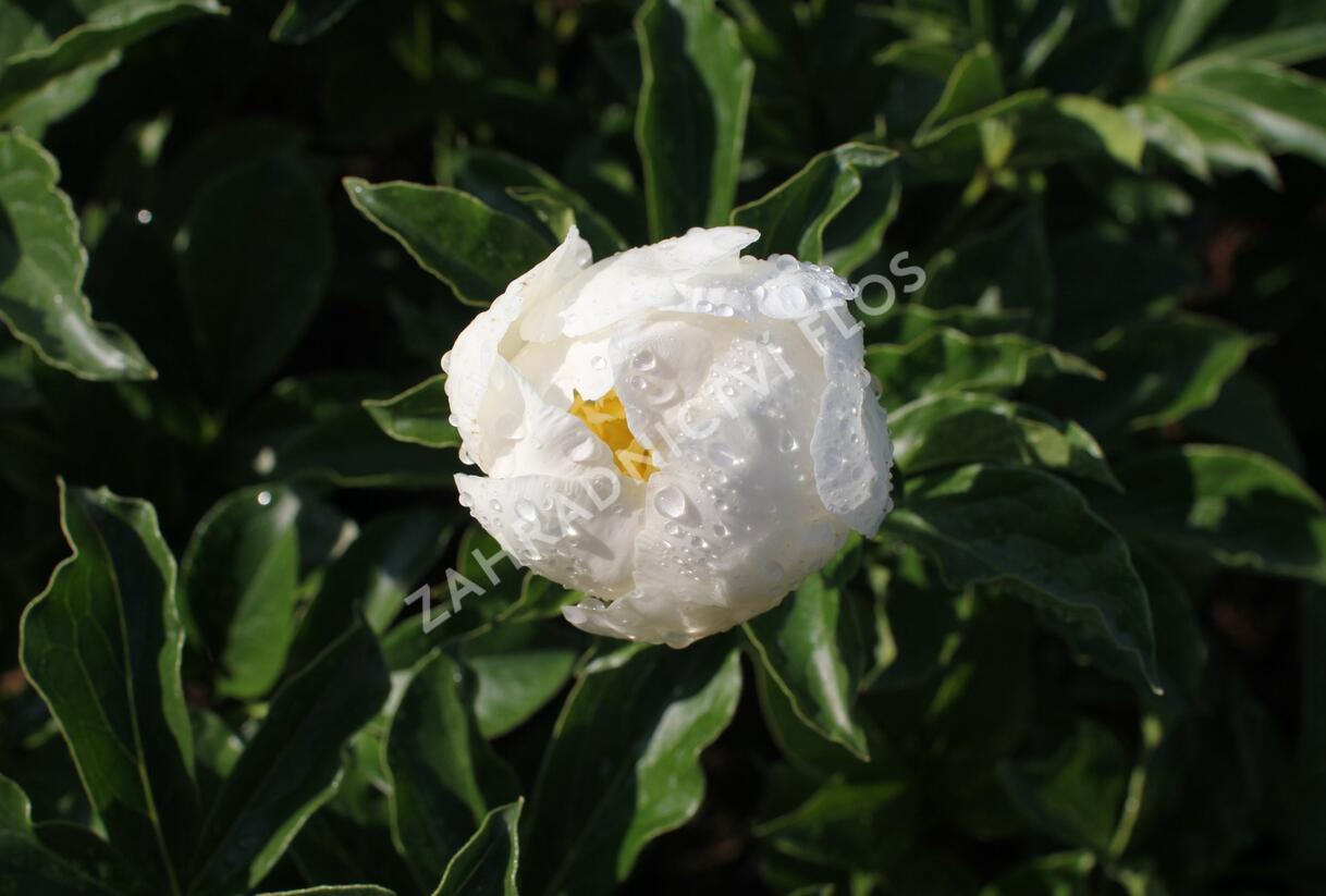 Pivoňka bělokvětá 'Jan van Leeuwen' - Paeonia lactiflora 'Jan van Leeuwen'