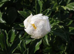 Pivoňka bělokvětá 'Jan van Leeuwen' - Paeonia lactiflora 'Jan van Leeuwen'