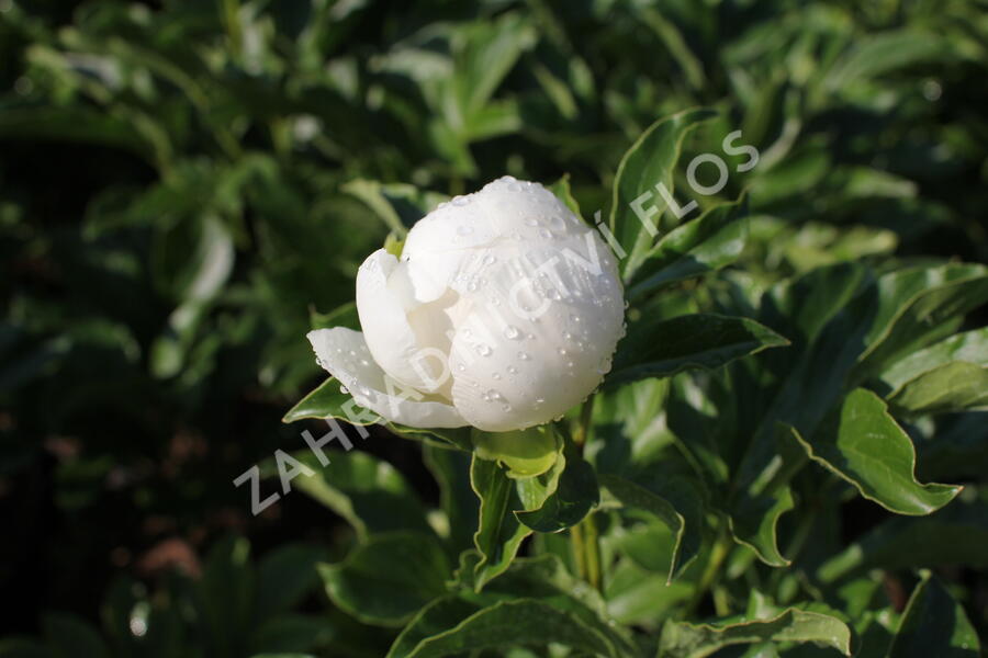 Pivoňka bělokvětá 'Jan van Leeuwen' - Paeonia lactiflora 'Jan van Leeuwen'