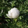 Pivoňka bělokvětá 'Jan van Leeuwen' - Paeonia lactiflora 'Jan van Leeuwen'