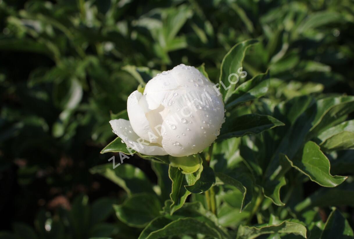 Pivoňka bělokvětá 'Jan van Leeuwen' - Paeonia lactiflora 'Jan van Leeuwen'