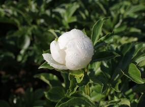 Pivoňka bělokvětá 'Jan van Leeuwen' - Paeonia lactiflora 'Jan van Leeuwen'