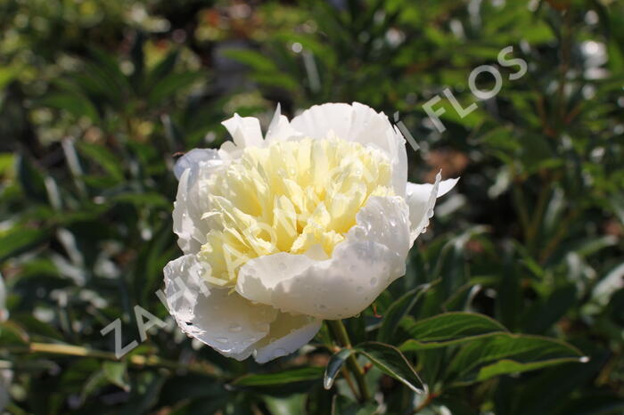 Pivoňka bělokvětá 'Laura Dessert' - Paeonia lactiflora 'Laura Dessert'
