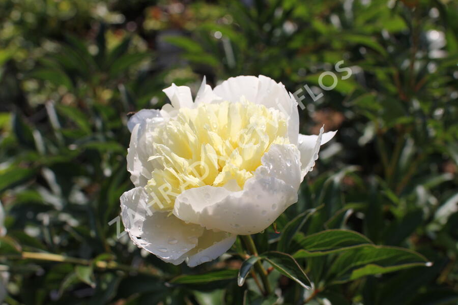 Pivoňka bělokvětá 'Laura Dessert' - Paeonia lactiflora 'Laura Dessert'