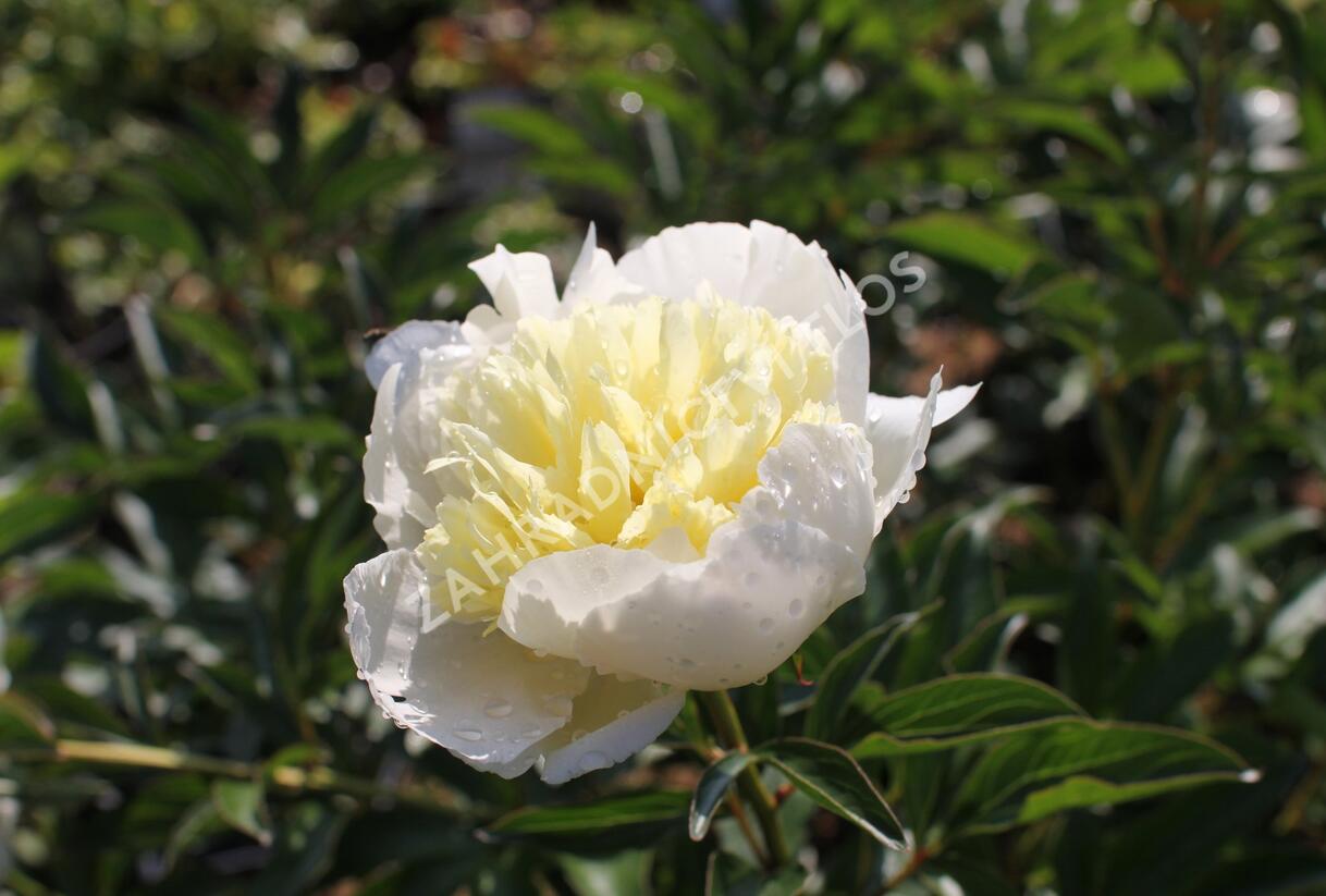 Pivoňka bělokvětá 'Laura Dessert' - Paeonia lactiflora 'Laura Dessert'