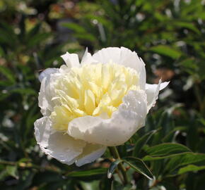 Pivoňka bělokvětá 'Laura Dessert' - Paeonia lactiflora 'Laura Dessert'