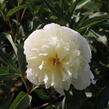 Pivoňka bělokvětá 'Laura Dessert' - Paeonia lactiflora 'Laura Dessert'