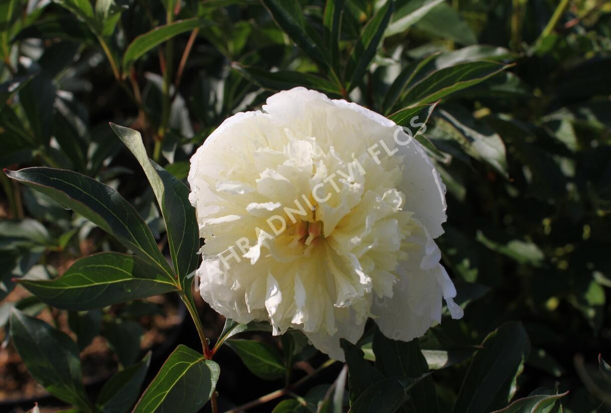 Pivoňka bělokvětá 'Laura Dessert' - Paeonia lactiflora 'Laura Dessert'