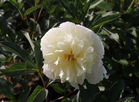 Pivoňka bělokvětá 'Laura Dessert' - Paeonia lactiflora 'Laura Dessert'