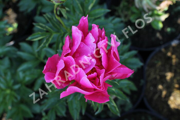 Pivoňka bělokvětá 'Paula Fay' - Paeonia lactiflora 'Paula Fay'