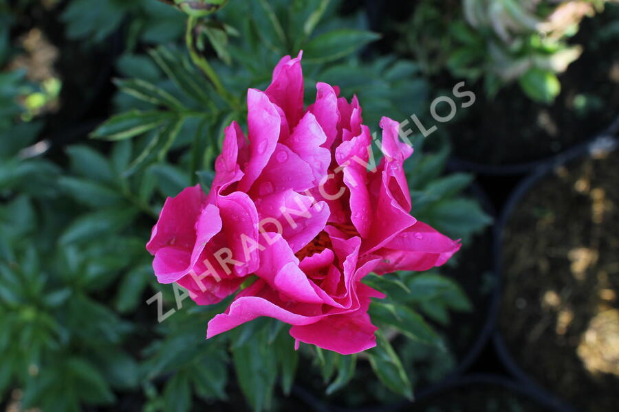 Pivoňka bělokvětá 'Paula Fay' - Paeonia lactiflora 'Paula Fay'