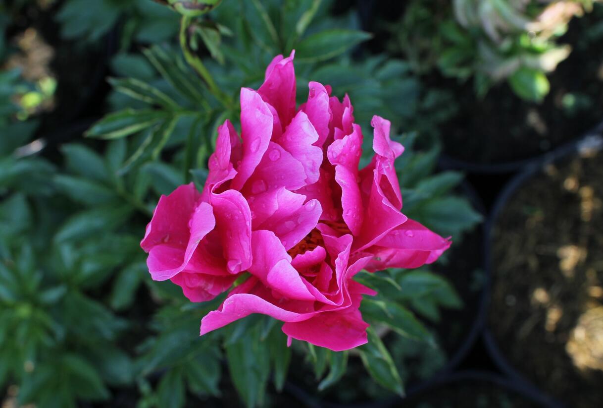 Pivoňka bělokvětá 'Paula Fay' - Paeonia lactiflora 'Paula Fay'